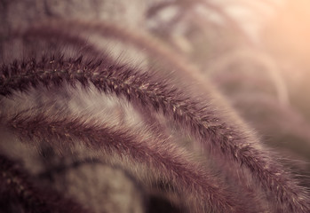 Flower grass on sunset nature background