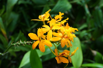 Fototapeta premium 花