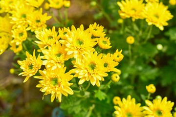 Background of Vibrant Yellow Chrysanthemum Flowers