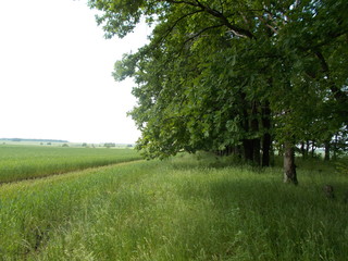 tree in a field