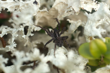 Wolf spider (Lycosidae) on green moss.