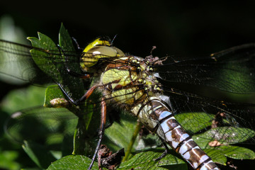 Study of a Dragonfly