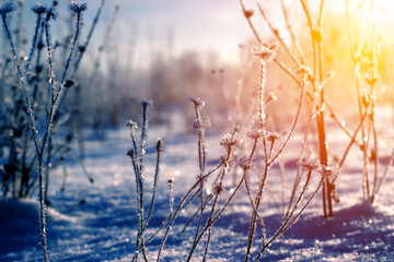 Frost on grass, morning light and winter grass with hoarfrost. Winter landscape. Xmas background with white snowflakes. Sunlight in the winter forest.