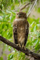 A clean image of Brown Fish Owl sitting on a beautiful perch on a branch in a green backdrop at Ranthambore Tiger Reserve, India