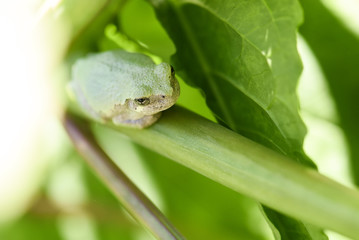 Tree Frog