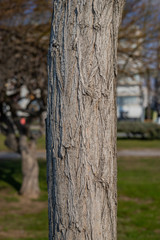 Tree trunk and bark