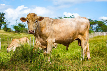 Naklejka na ściany i meble Beautiful cattle standing in the field of grass in farm