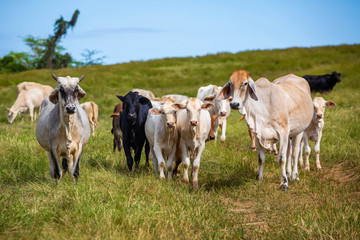 Fototapeta na wymiar Beautiful cattle standing in the field of grass in farm