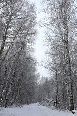 View of winter forest