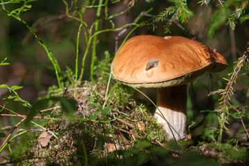 Boletus edulis know as penny bun, cep, porcini