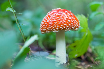 Amanita muscaria, commonly known as the fly agaric or fly amanita