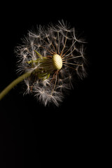 almost showered white dandelion on a black background
