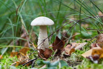 Leccinum holopus, commonly known as the white birch bolete, white bog bolete, or ghost bolete