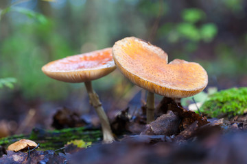 Amanita muscaria, commonly known as the fly agaric or fly amanita