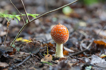 Amanita muscaria, commonly known as the fly agaric or fly amanita