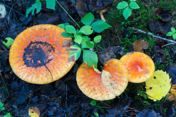 Amanita muscaria, commonly known as the fly agaric or fly amanita