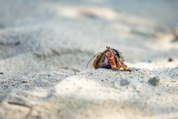 Hermit Crab in seashell crawling on the shore
