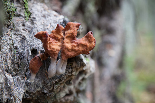 Gyromitra infula, commonly known as the hooded false morel or the elfin saddle, is a fungus in the family