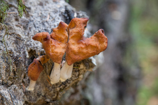 Gyromitra infula, commonly known as the hooded false morel or the elfin saddle, is a fungus in the family