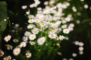 daisies in the garden