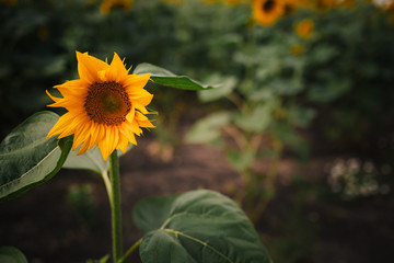 sunflower in field