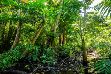 Natural pterocarpus forest swamp in Puerto Rico