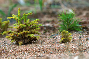 Young firs planted (regrowth) on plot with sandy soil