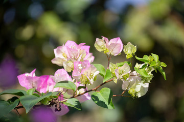 .Bougainvillea flower with blurred background.