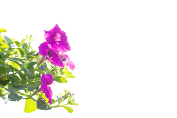 Petunia on with background.