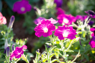 Petunia in garden with blurred background.