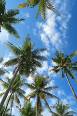 Obraz na płótnie Canvas Palm trees and blue sky bottom view