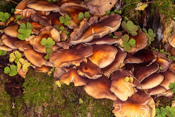 Armillaria summer (Kuehneromyces mutabilis)