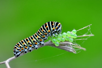 Monarch butterfly from caterpillar and  eggs