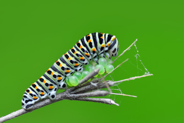 Monarch butterfly from caterpillar and  eggs