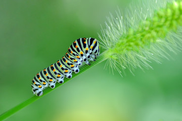 Monarch butterfly from caterpillar and  eggs