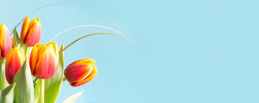 Bunch of red and yellow tulip flowers on punchy blue background. Spring concept.
