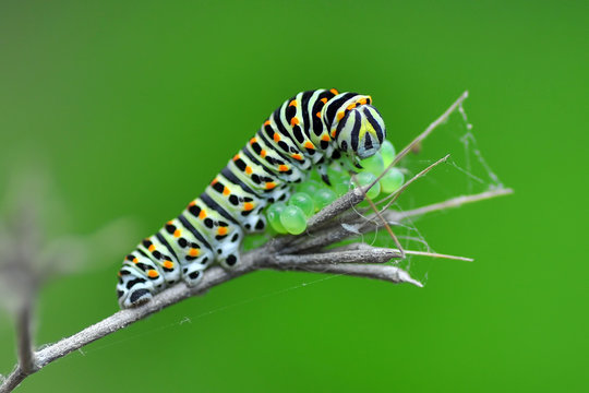 Monarch Butterfly From Caterpillar And  Eggs