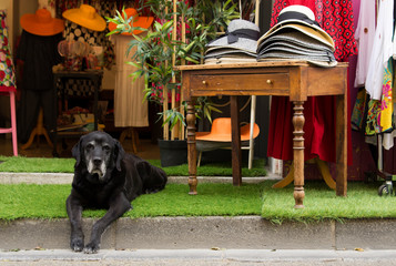 A black lying down dog looking to the camera at a hat shop in Arles