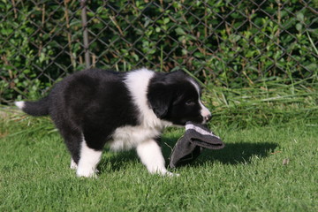 Dog puppy playing on grass