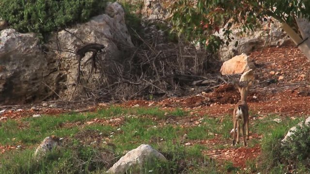 Israeli mountain gazelle fawn walking