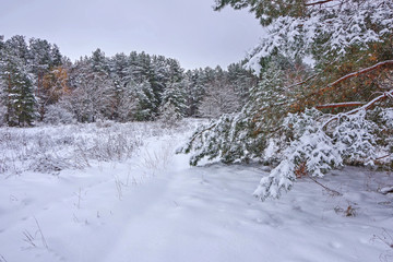 Winter forest on a background of clean blue sky. Edge of the forest covered with snow. On large green pines lies snow.