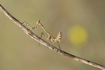 mantis