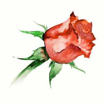 watercolor rosebud
