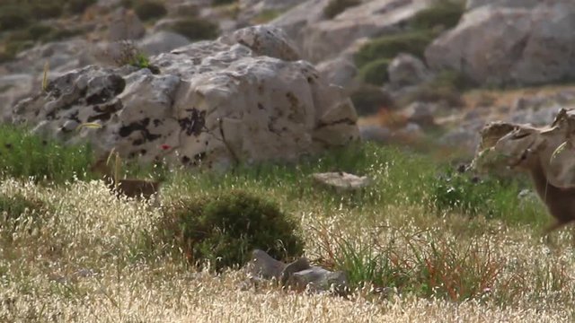 Israeli mountain gazelle fawn running