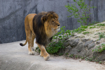 Lion walking on a summer day