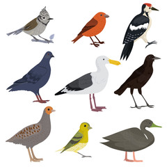 Set of beautiful multi-colored birds on a white background.