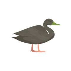 Beautiful multi-colored bird isolated on white background.