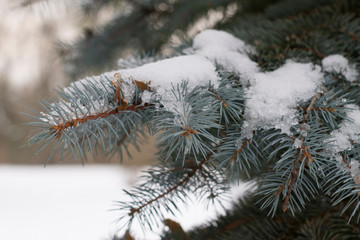 blue spruce in melted heavy snow with ice on artistically blurred background