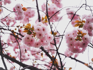 Sakura sky in Tokyo