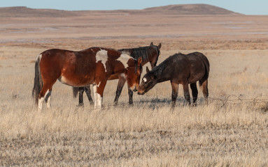 Naklejka na ściany i meble Beautiful Wild Horses in the Utah Desert in Winter
